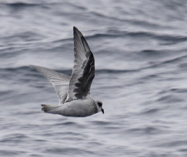 Fork-tailed Storm-Petrel